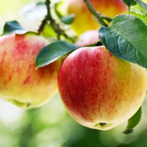 Fresh Apple Shimla, 1kg