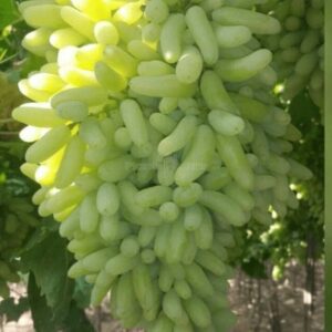 Fresh Green Grapes, 500 g