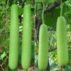 Fresh Bottle Gourd, 1 Pc