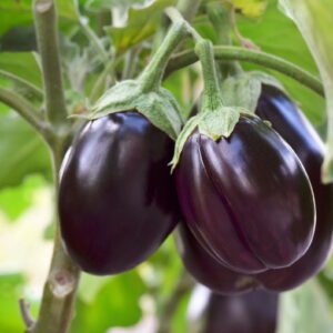 Fresh Brinjal , 500 g