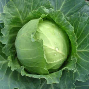 Fresh Cabbage, 1 Pc