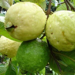 Fresh Guava, 1kg